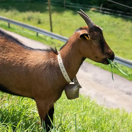 Springhansenhof Apartman